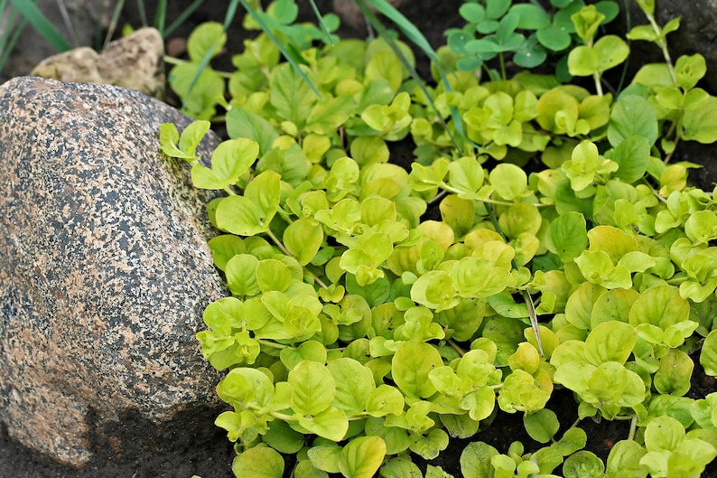 Golden Creeping Jenny Aquatic Plant Bunch - Lysimachia nummularia 'Aurea' - Pack of 3 - Oxygenating Pond Plants