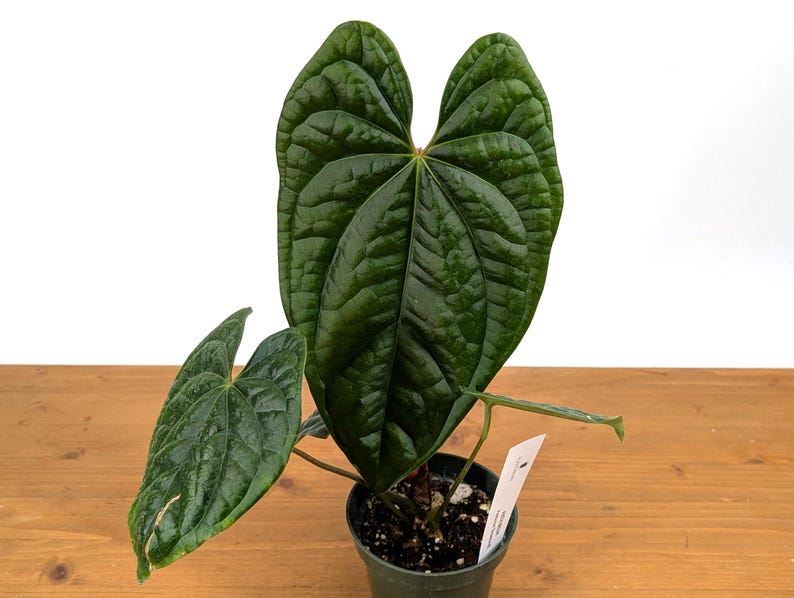 Anthurium Amazon Diamond Plant - Assorted 4" Pot - One or More Leaves - Anthurium andraeanum - Free Hoya Krimson Queen with 3+ Orders