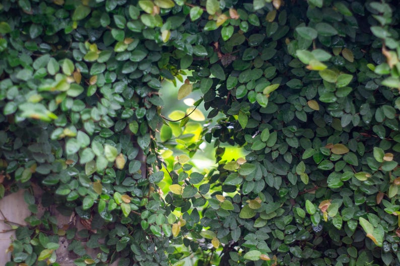 Ficus Pumila Cuttings - 6 Rooting Cuttings of Creeping Fig - Climbing Fig Plant - Easy to Grow Houseplant
