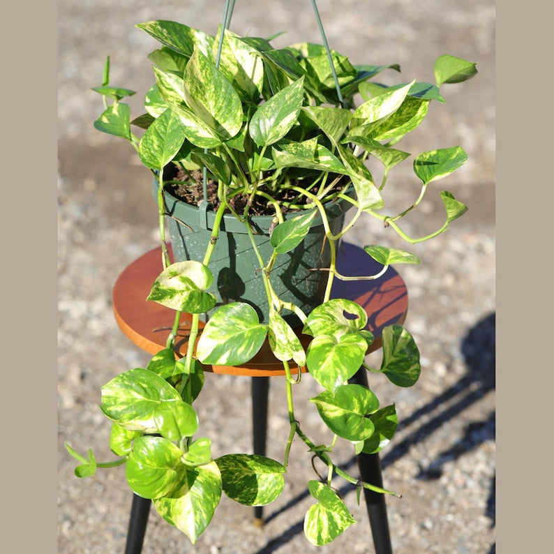 Golden Pothos Plant in 8" Hanging Basket - Devil's Ivy - Epipremnum Aureum - Low Maintenance Indoor Vining Houseplant
