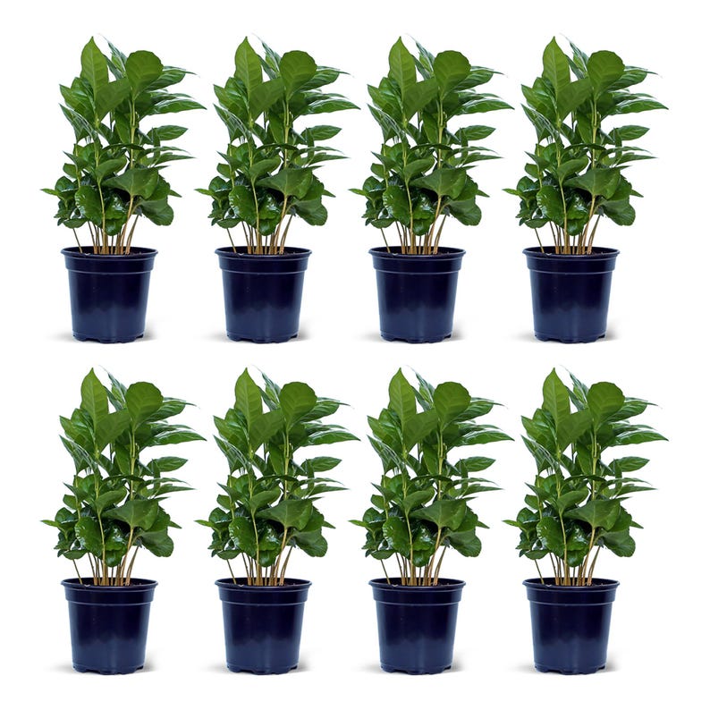 8 Pack Coffee Plant 4” Pot Arabica Indoor Air Purifying Plant Coffea Arabica Housewarming Gift Gardening Gift