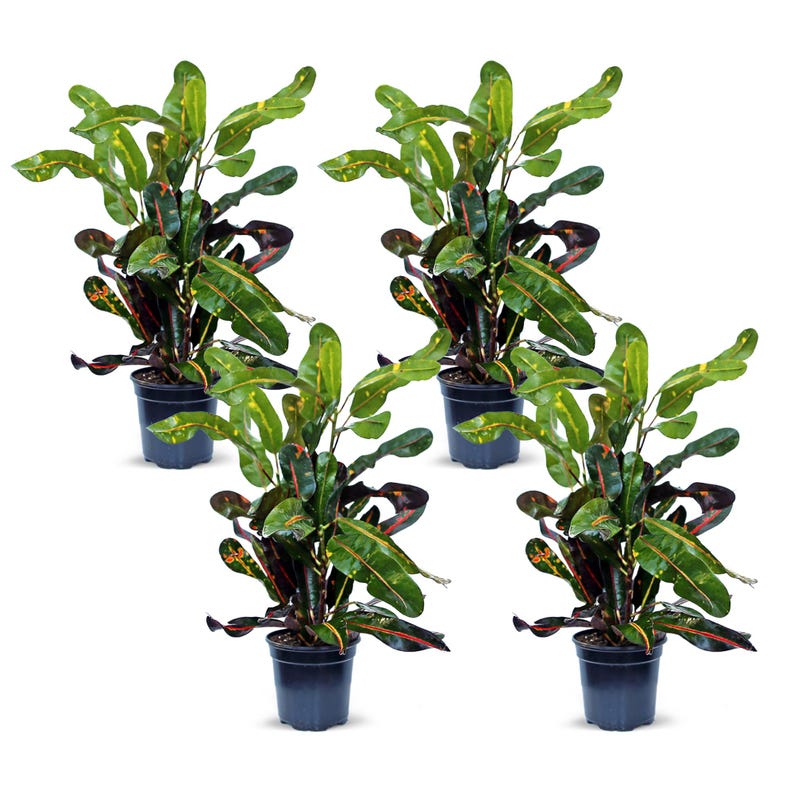 4 Pack Live 4” Pot Mammy Croton, Indoor Plant, Colorful Foliage, Codiaeum Variegatum “Mammy”, Best Gift for Plant Lovers