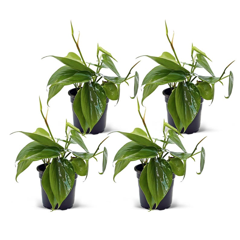 Heartleaf Philodendron Plant