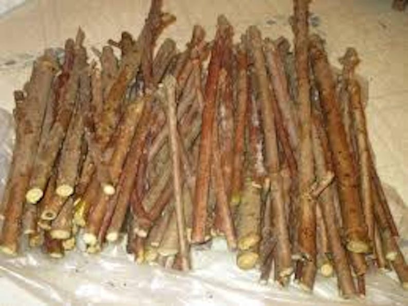 20 American Elderberry Cuttings - Organic Sambucus Nigra - Unrooted Fruiting Shrub with Large Berry Clusters - Live Growth