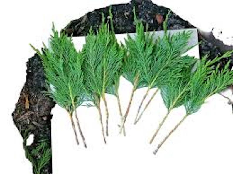 Leyland Cypress Tree Cuttings - 10 Fresh Fast Growing Privacy Screen Plants - Cupressocyparis leylandii Evergreen Hedge