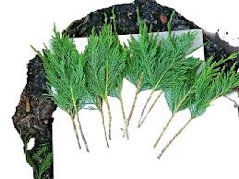 Leyland Cypress Tree Cuttings - 20 Fresh Cuttings for Fast-Growing Privacy Screen - Cupressocyparis leylandii