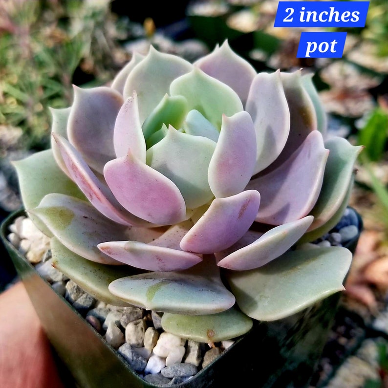 petal leaf succulents Baby Succulent Plant - Echeveria Lola - Pastel Marble Leaves