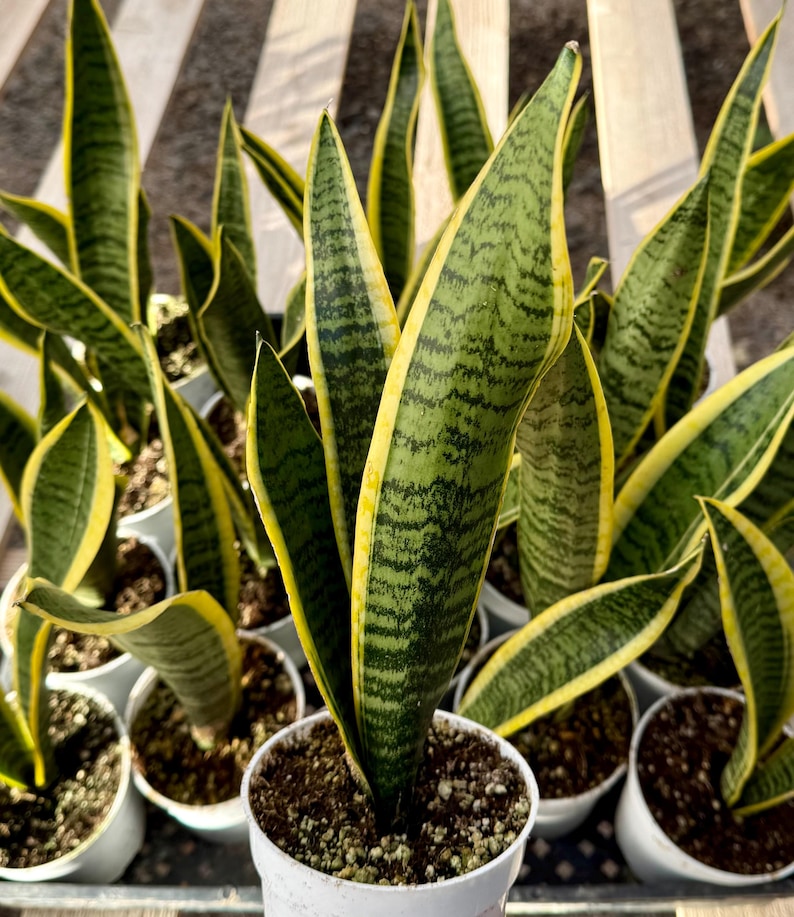 Snake Plant in 4" Pot | Sansevieria Laurentii | Low-Maintenance Indoor Plant | Air-Purifying Houseplant