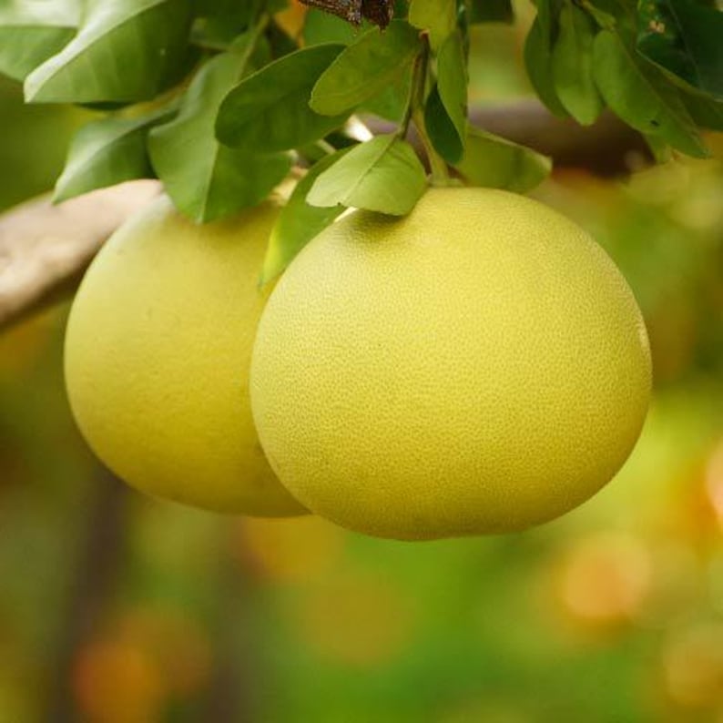 Grafted Pumelo Tree 1-2 Feet Tall, Hirado Variety, Potted Citrus Plant, Citrus Maxima