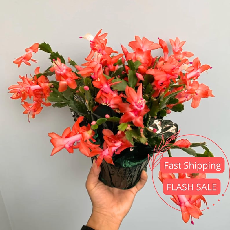 Holiday Cactus Live Plant | 4" Christmas Cactus with Bloom Buds | Schlumbergera for Indoor Home Decor and Gift