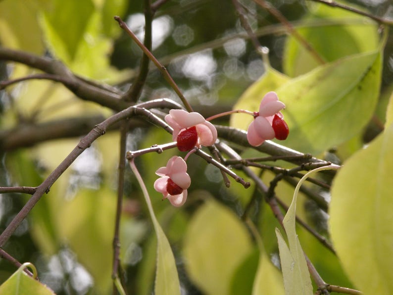Euonymus hamiltonianus 'Koi Boy' Organic Seeds 10 Pack - Hamilton's Spindletree, Himalayan Spindle, Siebold's Spindle