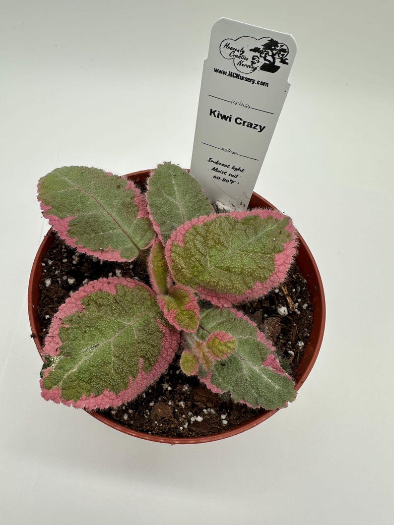 Episcia Plant - 4" Kiwi Crazy - Vibrant Green Foliage - Live Houseplant (Episcia reptans) for Indoor Gardening