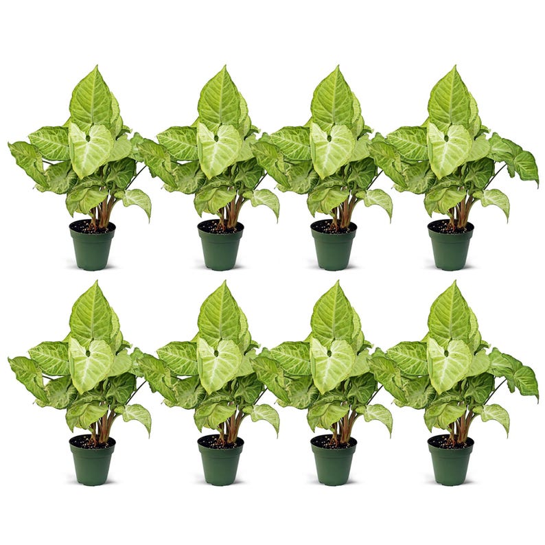 8 Pack Live 4” Pot Syngonium White Butterfly, Arrowhead Plant, Syngonium Podophyllum, Air-Purifying Indoor Houseplant