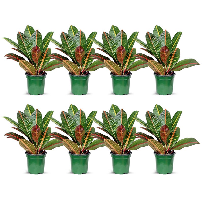 is croton plant air purifier 8 Pack Live 4” Pot Croton Petra, Miracle Bush, Air Purifier Plant, Indoor Gift, Codiaeum Variegatum “Petra”