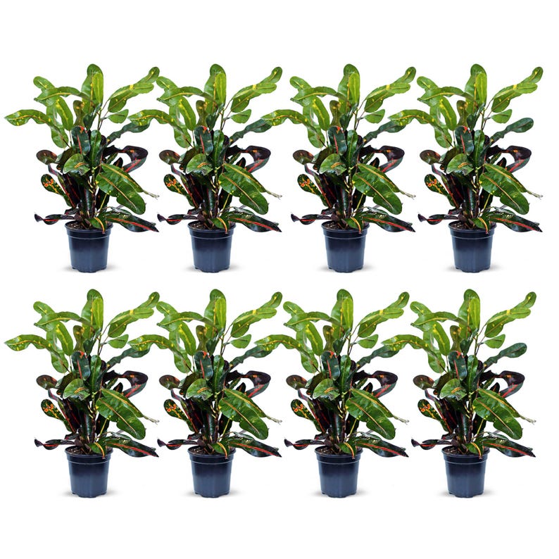 croton mammy plants 8 Pack Live 4" Pot Mammy Croton, Air Purifying Plant, Codiaeum Variega – Sejahtera Seeds and Bulbs