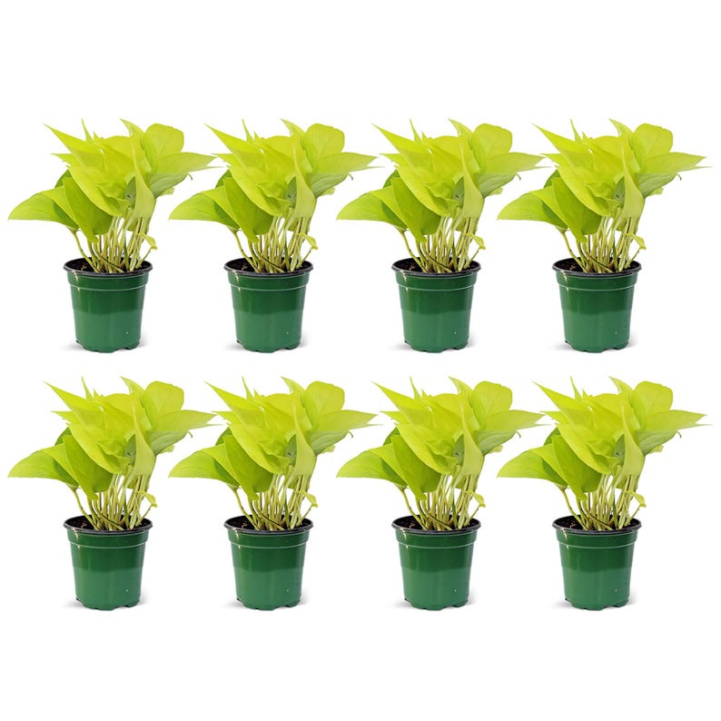 Neon Pothos 4" Live Plant 8 Pack, Epipremnum Aureum Neon, Trailing Indoor Plant, Housewarming Gift, Plant Mom Gift