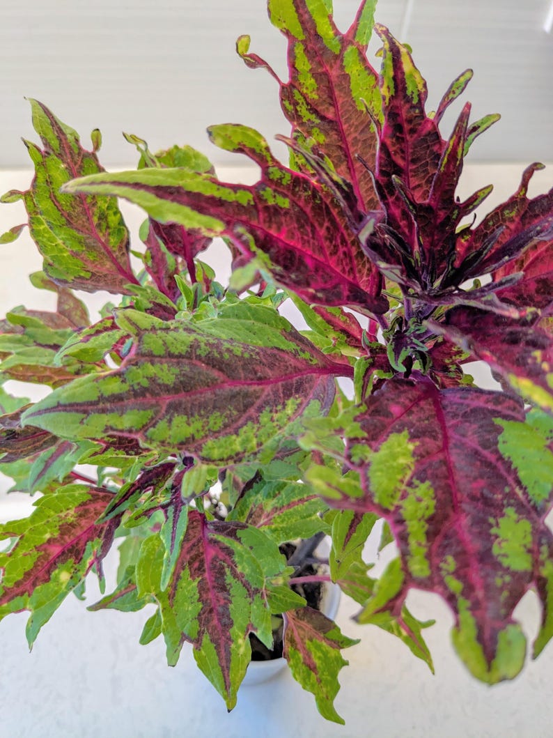 Coleus Red Carpet Live Starter Plant - 3-5” Young Plant with Vibrant Multicolor Foliage - Solenostemon Scutellarioides