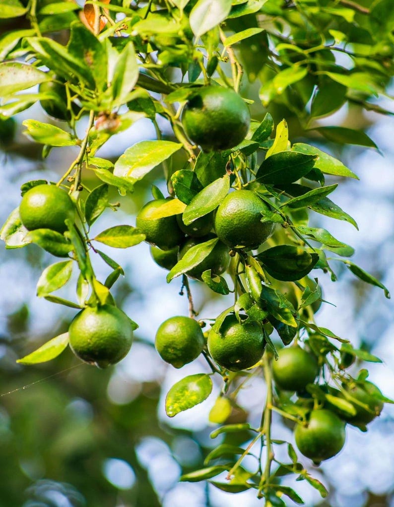Dwarf Key Lime Limequat Tree - One-Gallon Pot with Flowers and Fruits - Citrus x aurantiifolia