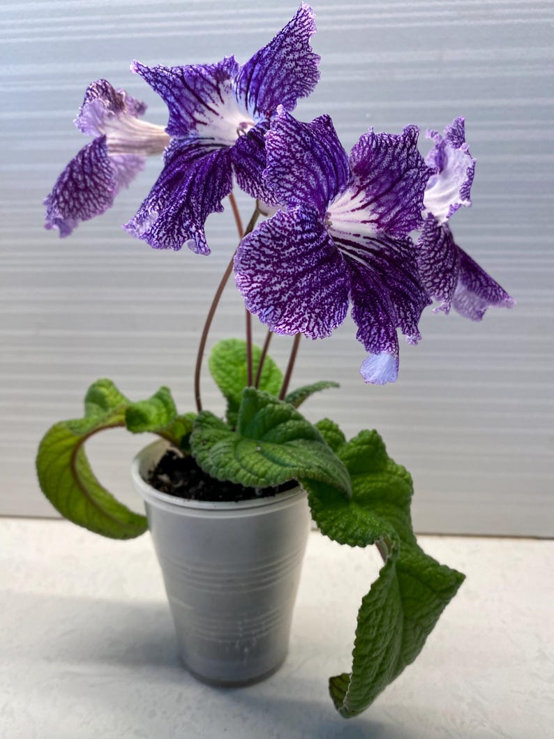 Streptocarpus Polka Dot Purple Live Starter Plant | Rare Cape Primrose | Easy-Care Indoor Houseplant | Orchid-Like Blooms