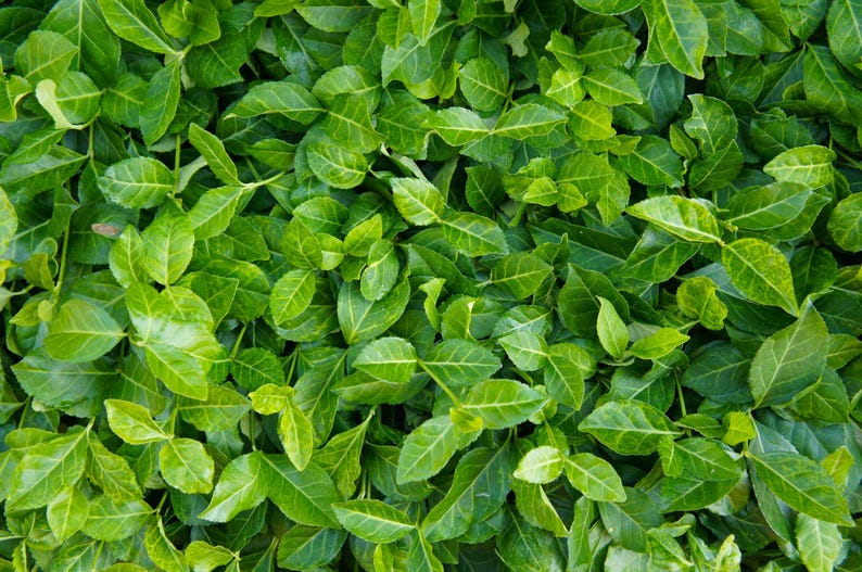 Fortune's Spindle Seeds - 10 Organic Seeds of Euonymus fortunei, Wintercreeper, Emerald 'n Gold & Gaiety - Free Shipping Over $35