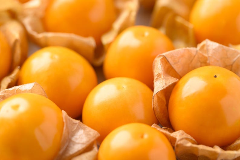 Cape Gooseberry Seeds - 20 Organic Seeds - Physalis peruviana - Goldenberry, Pichu Berry, Inca Berry, Free Shipping