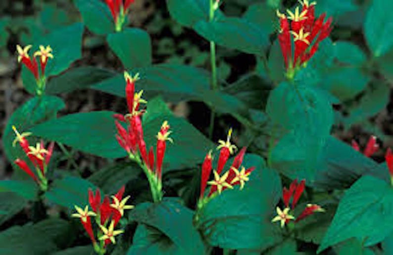 Indian Pinkroot Bare Root Plants - Spigelia Marilandica - 3 Perennial Wildflower Starter Plants for Herb Garden