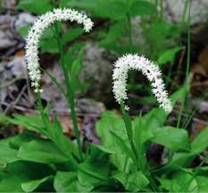 10 Bare Root False Unicorn Plants, Organic Native Wildflower, Chamaelirium Luteum, Star Root, Perfect for Gardens