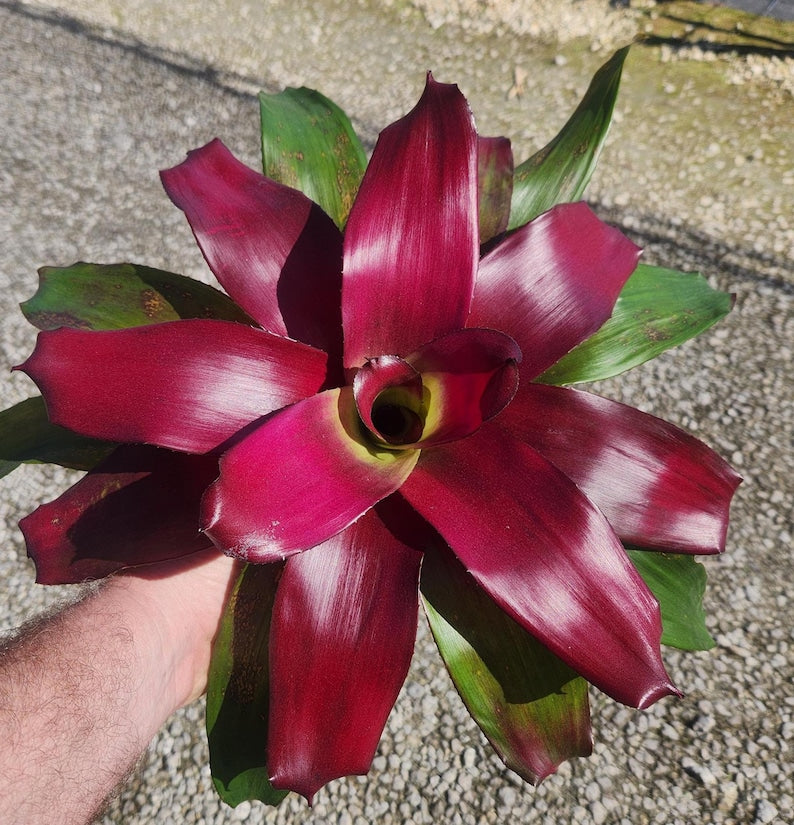 Bromeliad Plant - Neoregelia Rouge - Live Outdoor Plant - Tropical Houseplant - Pest Inspected - Easy Care