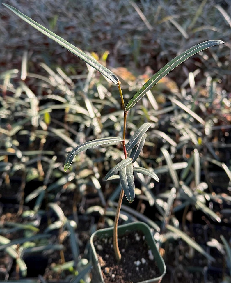 Queensland Bottle Tree | 4" Pot | Drought-Tolerant | Brachychiton Rupestris | Unique Swollen Trunk