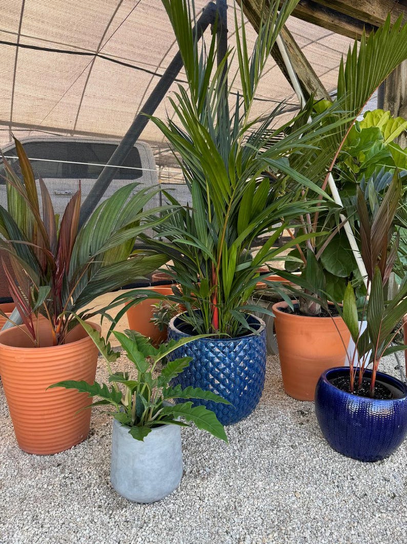 Lipstick Palm Plant - 6 inch Pot - Exotic Red Sealing Wax Palm - Cyrtostachys renda - Air Purifying Indoor Tropical Plant