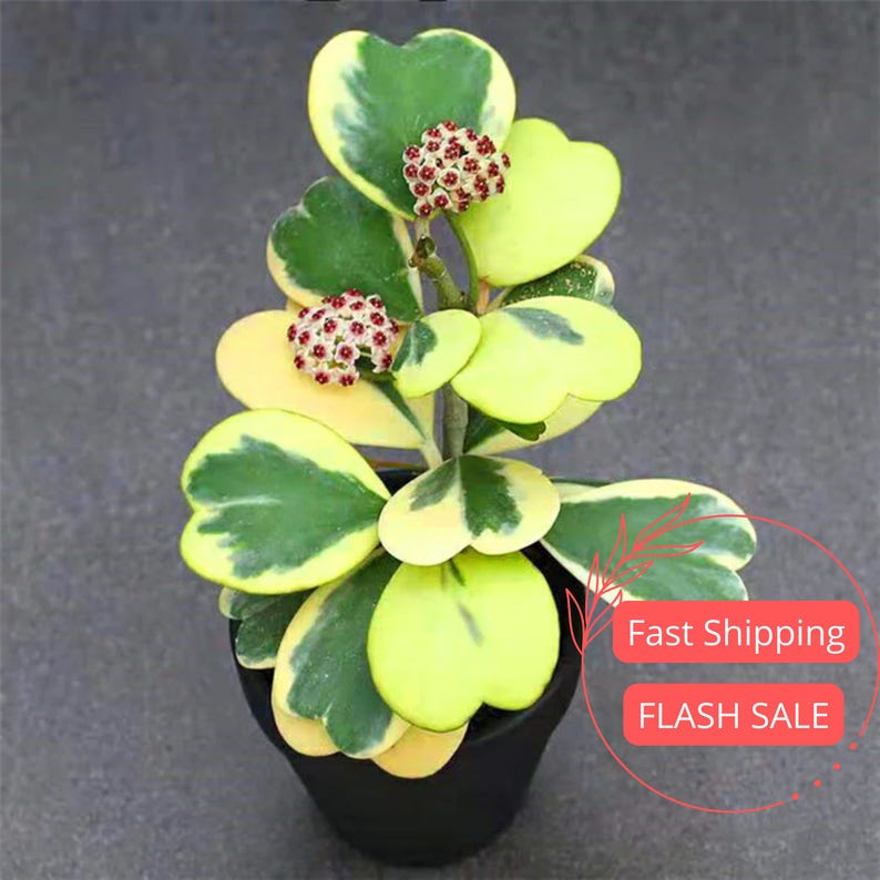 Hoya Kerrii Variegated Live Plant | 2" Starter Pot | Heart-Shaped Hoya | Rare House Plant for Beginners | Hoya Heart Cuttings