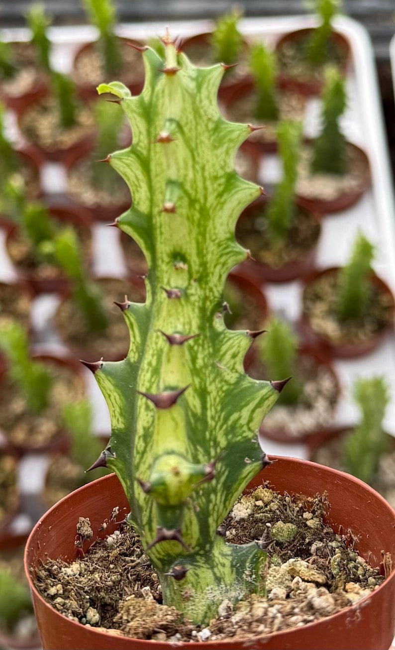 Variegated African Milk Tree Plant | 3" Pot | Euphorbia Trigona | Ornamental Succulent with Unique Color Patterns