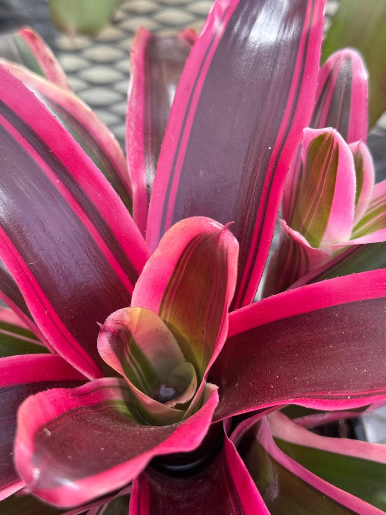 Bromeliad Plant Neoregelia Matilde 7-9 inches Green Cream to Pink Burgundy Easy Care Exotic Houseplant