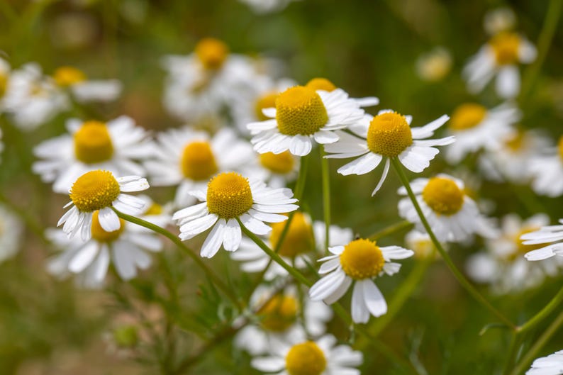 German Chamomile Seeds - 20 Pack, Matricaria chamomilla, Herbal Tea Plant for Gardens, Stress Relief, Free Shipping Over $35
