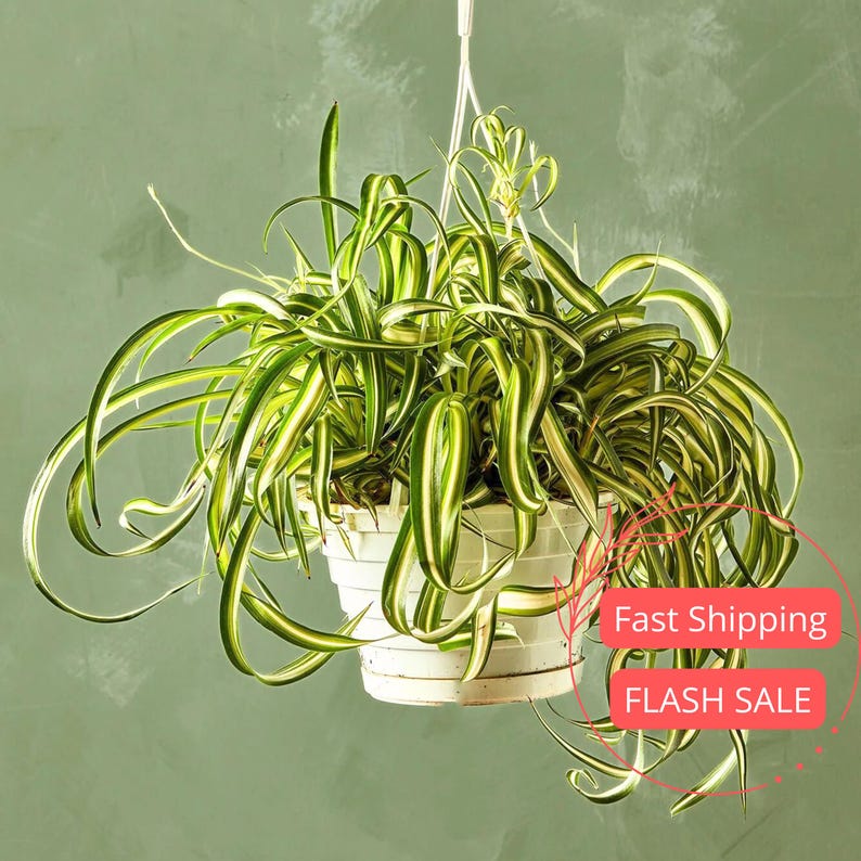 Bonnie Spider Plant | 4.5" Curly Spider Plant | Chlorophytum Bonnie | Hanging Indoor Houseplant | Tropical Plant Gift for Beginners