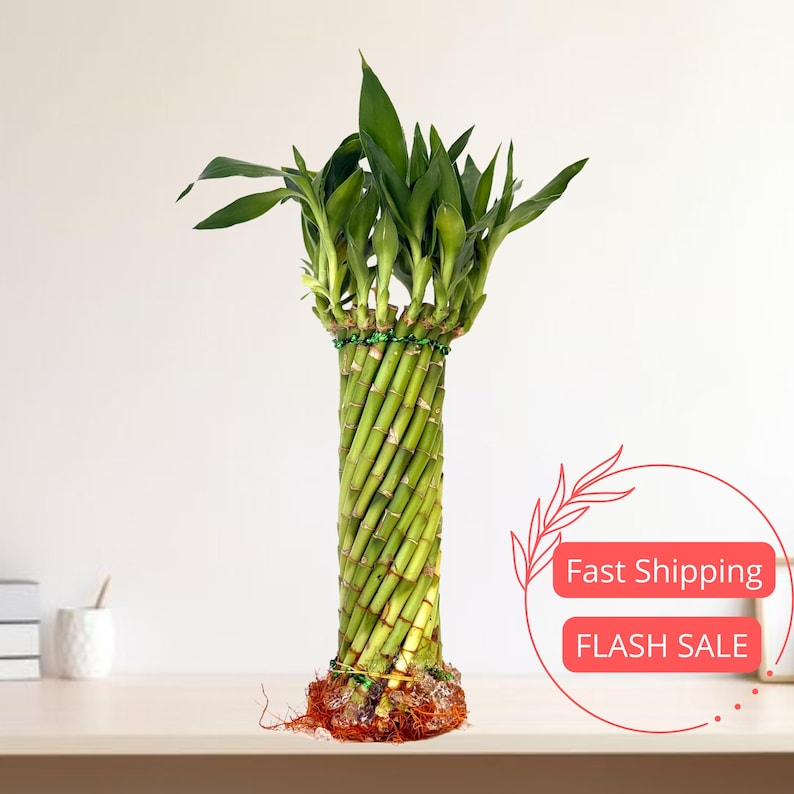 Hurricane Lucky Bamboo Plant Live | Fully Rooted Dracaena Sanderiana | Chinese Money Plant | Tropical House Plant Gift