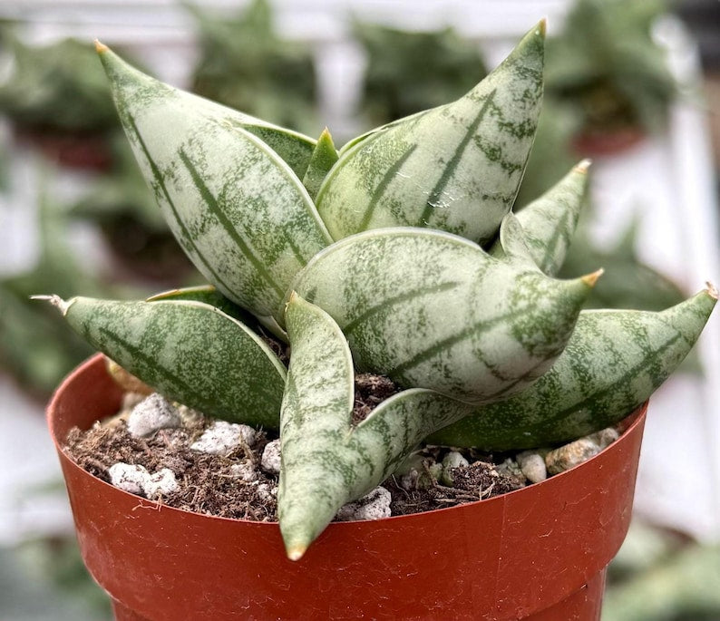 Sansevieria Bonji Plant in 2.5" Pot | Rare Snake Plant | Dracaena | Unique Foliage | Indoor Air Purifying Greenery