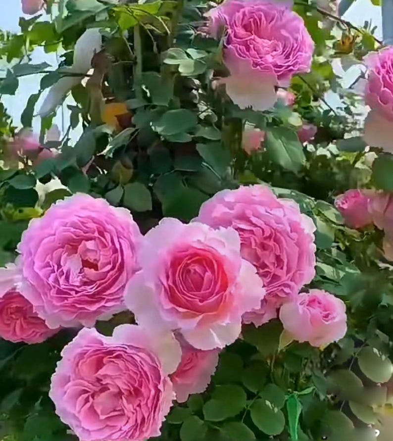 rare rose seeds Rare Rose Silk Garment Plant 1 Gallon Pot