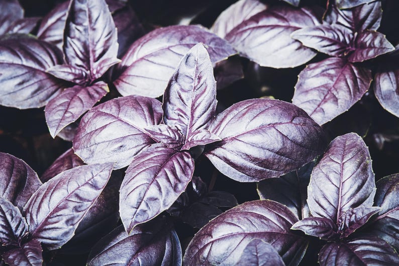 Dark Opal Basil Seeds - 20 Seeds - Purple Basil Herb (Ocimum basilicum 'Purpurascens') - Culinary & Decorative Use