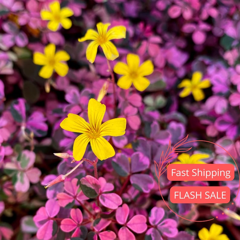 Oxalis Plum Crazy Live Plant - Variegated Shamrock with Purple & Pink Clovers - Fully Rooted Oxalis Bulbs - Triangularis