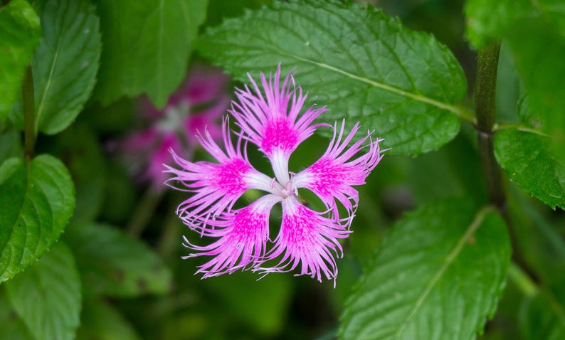 Pink Lace Dianthus Seeds - 10 Pack, Pollinator-Friendly Flowers, Dianthus plumarius, Ideal for Gardens & Cake Decorating