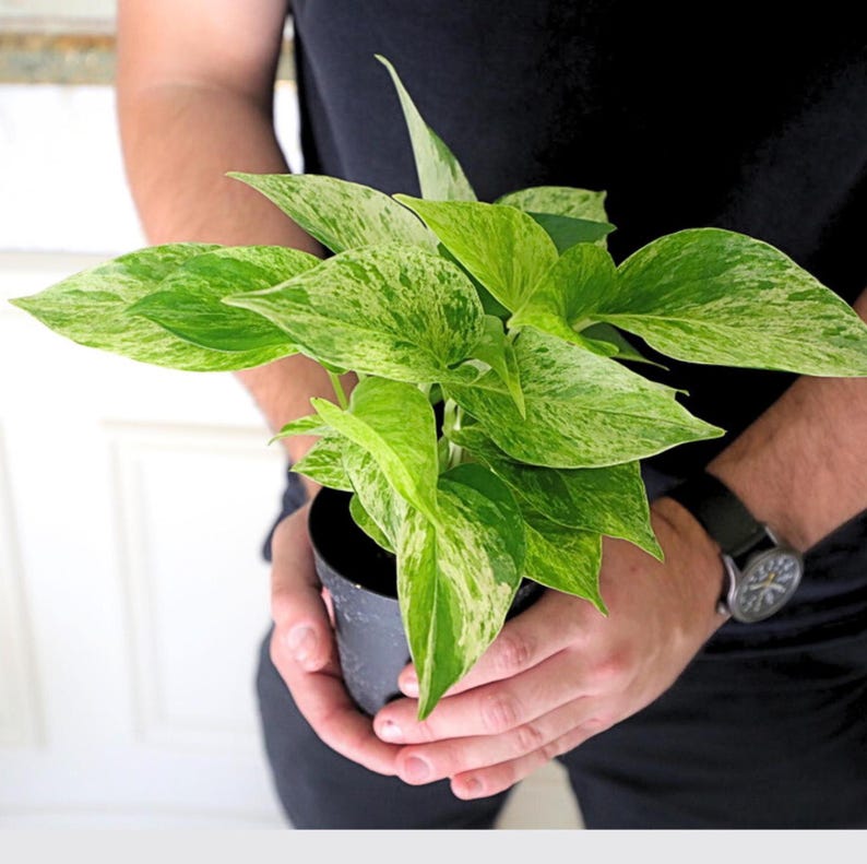 Live Marble Pothos Plant in 3" Pot - Variegated Pothos - Low Light Air Purifier - Epipremnum aureum