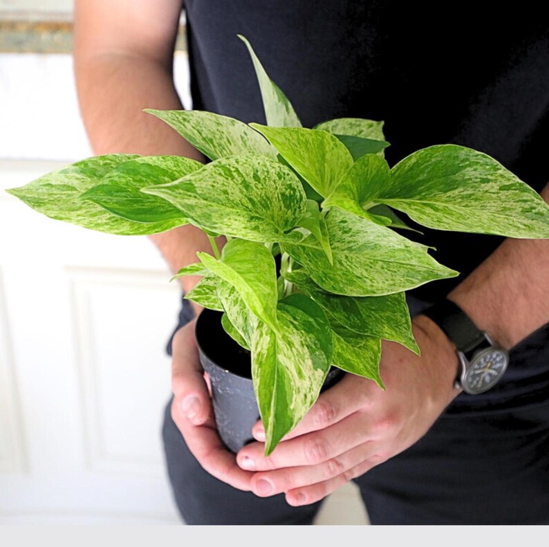 Live Marble Pothos Plant in 3" Pot - Variegated Pothos - Beginner Friendly Air Purifier - Epipremnum aureum