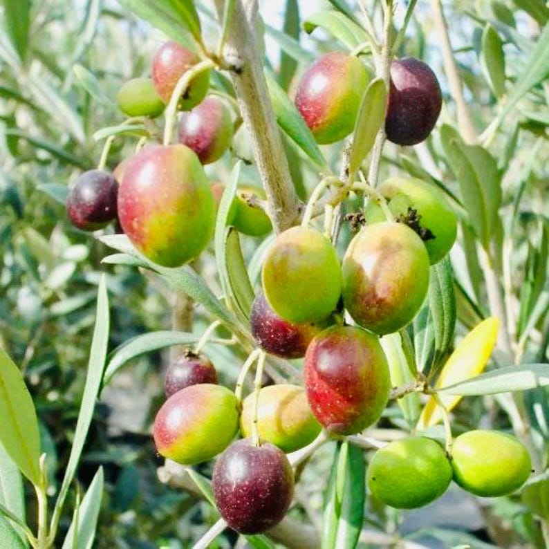 Large Arbequina Olive Tree | Mediterranean Elegance | Olea europaea | Perfect for Gardens or Containers