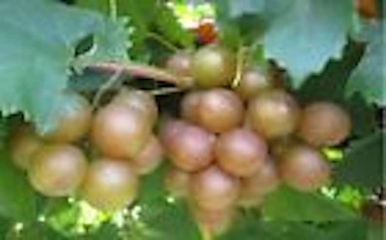 Muscadine Grape Plant Starter 5-Pack, Carlos Variety, Vitis Rotundifolia, Sweet Edible Vine, Cold Tolerant, Bronze Grapes