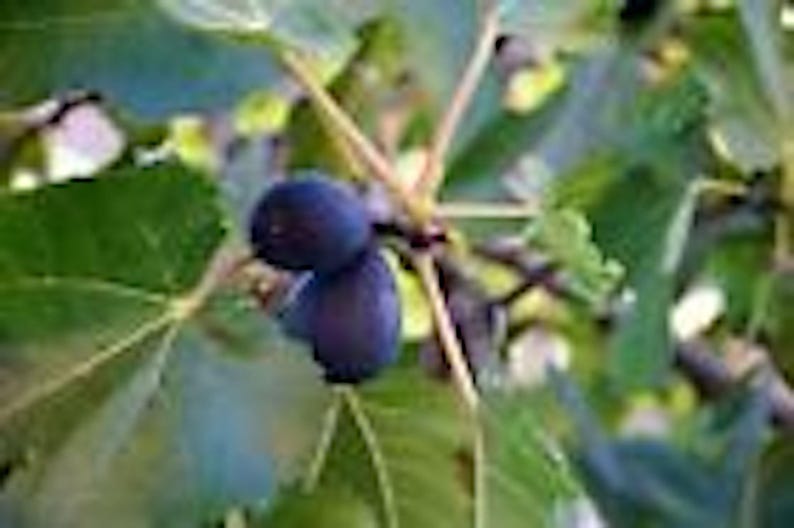 Fig Tree Starter Plant - Black Mission Variety - Ficus Carica - Everbearing Fig Fruit Tree Perennial