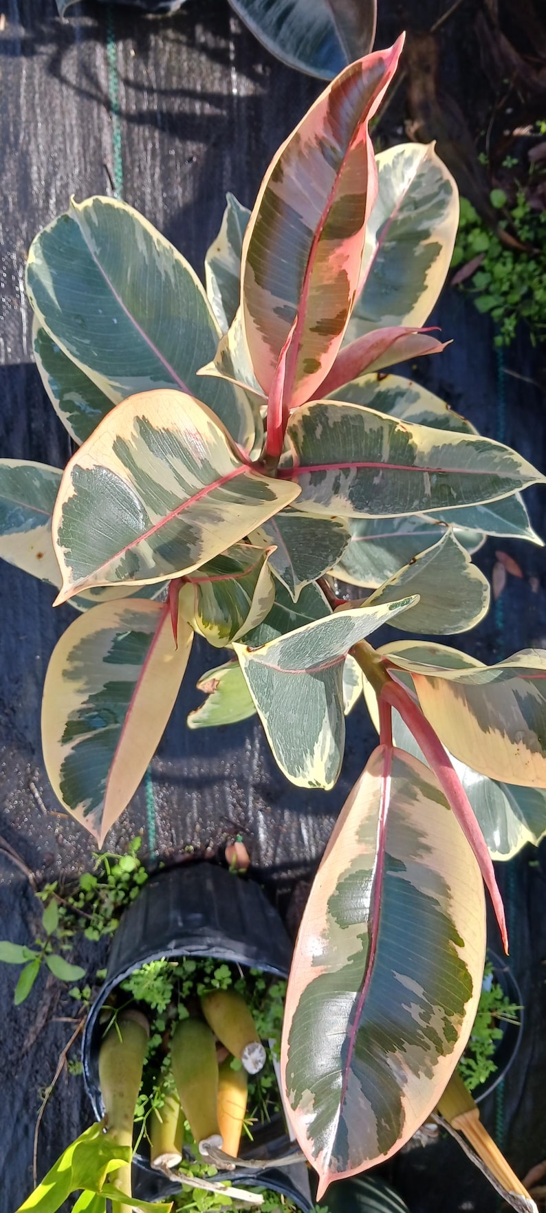 rubber tree pink Ficus Tineka Rubber Plant 16-20" Variegated Green Pink Leaves Ficus el – Sejahtera Seeds and Bulbs