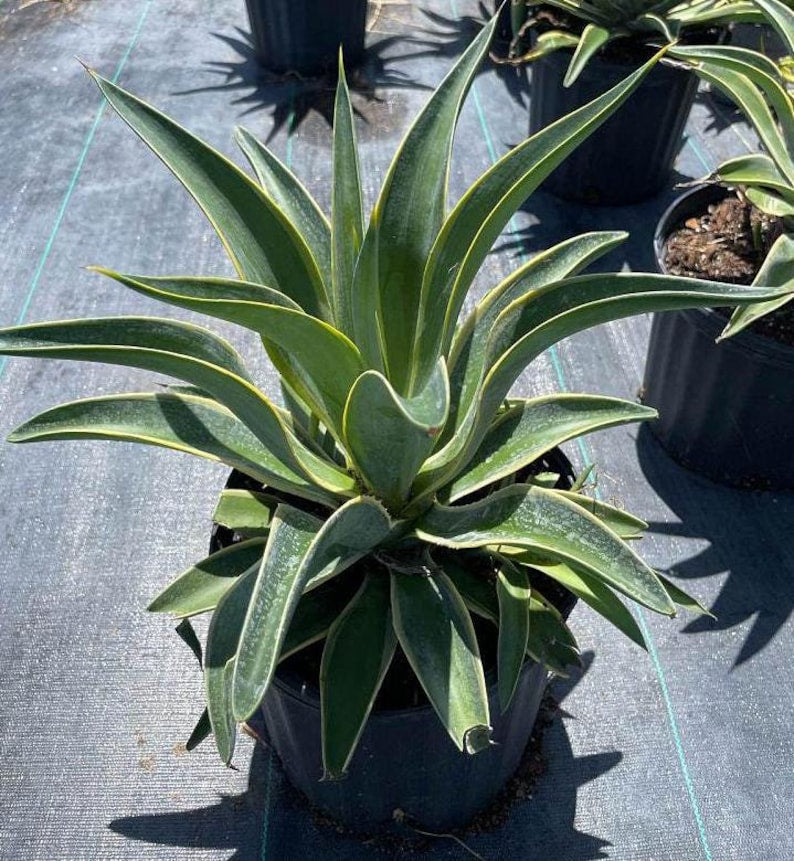 Agave Plant - Variegated Agave desmettiana - Live Outdoor Plant - Ideal for Garden - Pest Inspected