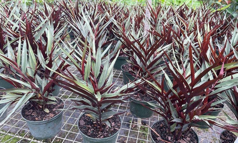 Red Back Ginger Live Plant - Alpinia luteocarpa - Outdoor Grown - Red Bamboo Ginger - Minor Blemishes May Be Present