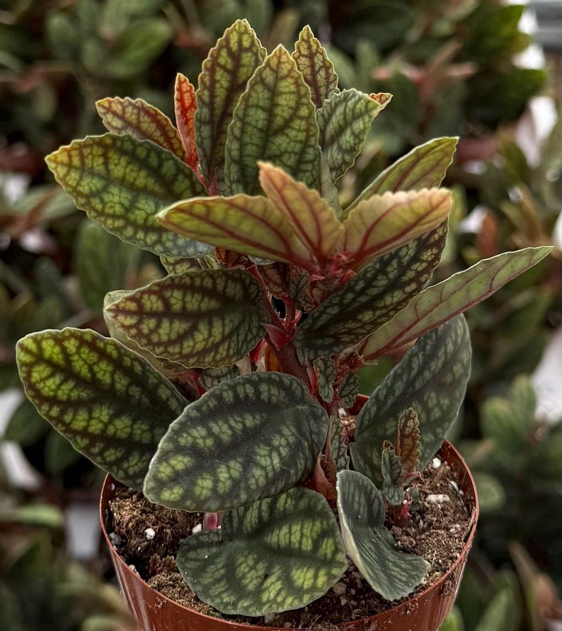 rainbow house plant Rainbow Vine Plant in 3" Pot | Pellionia Pulchra